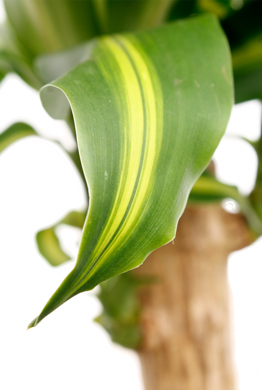 Dracaena massangeana - drakenbloedboom - kamerplant 4 1
