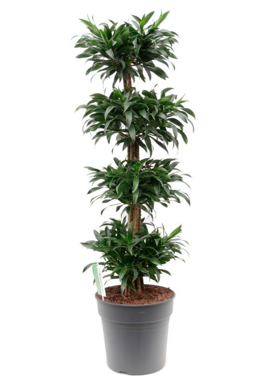 Grote groene kamerplant drakenbloedboom