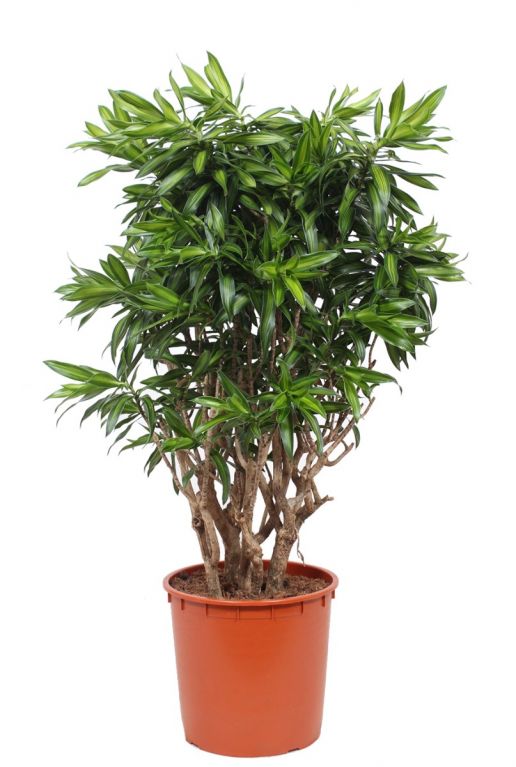 Dracaena reflexa song of jamaica 1