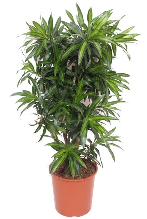 Dracaena reflexa song of jamaica p30