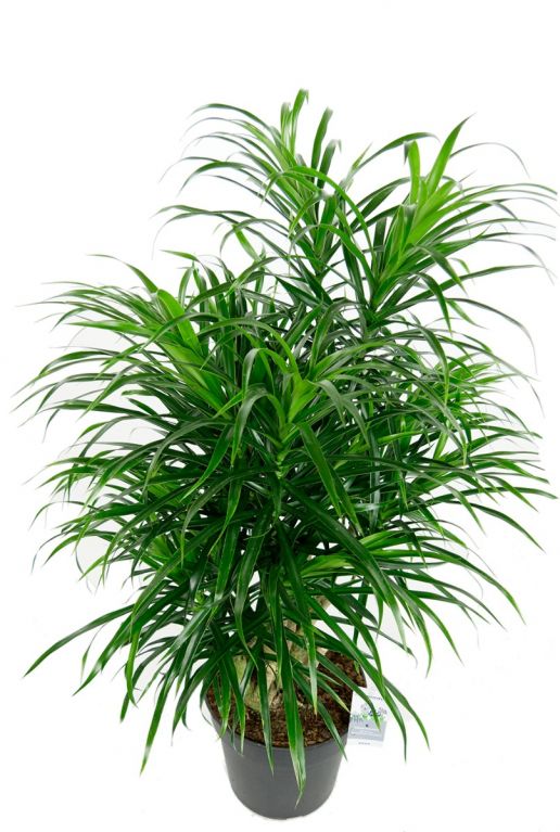 Dracaena relfexa anita plant