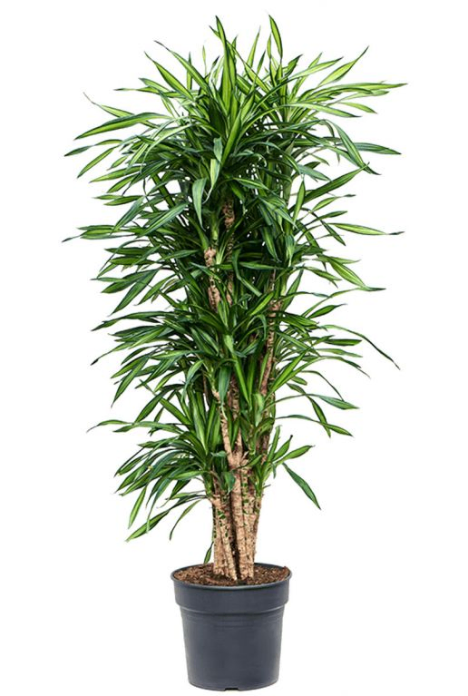 123planten.nl | Dracaena Riki - Dragon blood tree