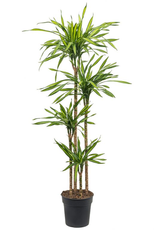 Dracaena riki 4 stammen 1