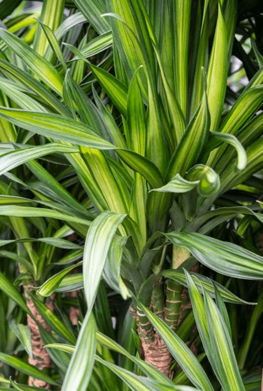 Dracaena riki blad 1