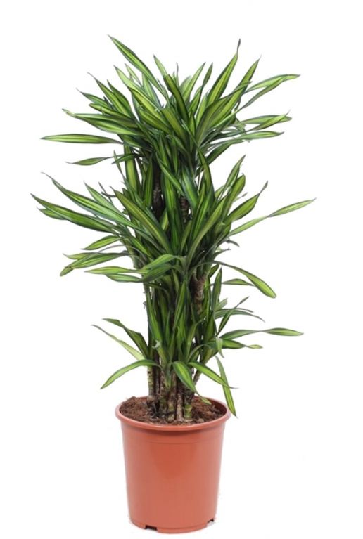 Dracaena riki kamerplant 2