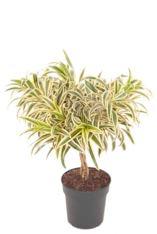 Dracaena reflexa Song of India