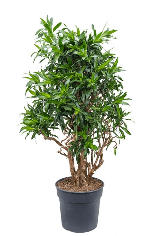 Dracaena song of jamaica plant