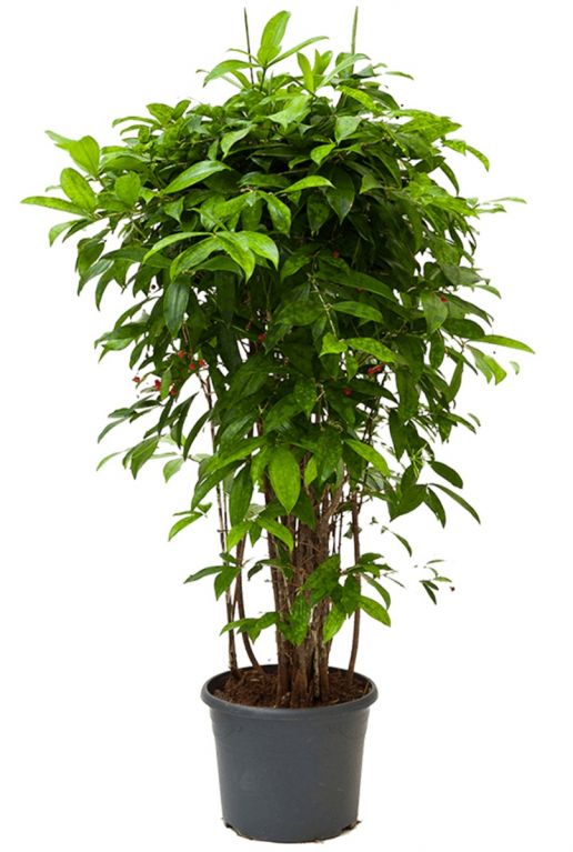 Dracaena surculosa plant 1