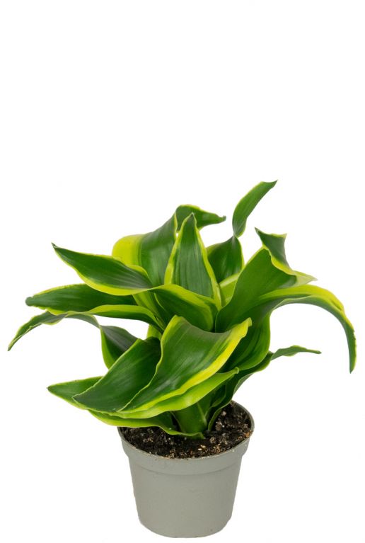 Dracaena twist