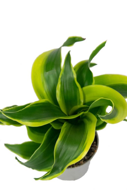 Dracaena twist plant