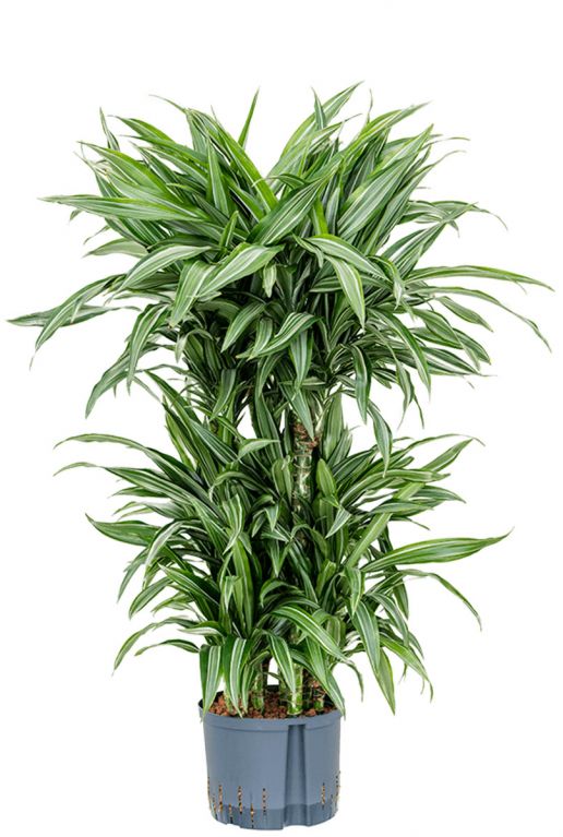 Dracaena ulises 2