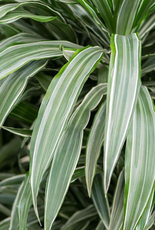 Dracaena warneckei blad 6