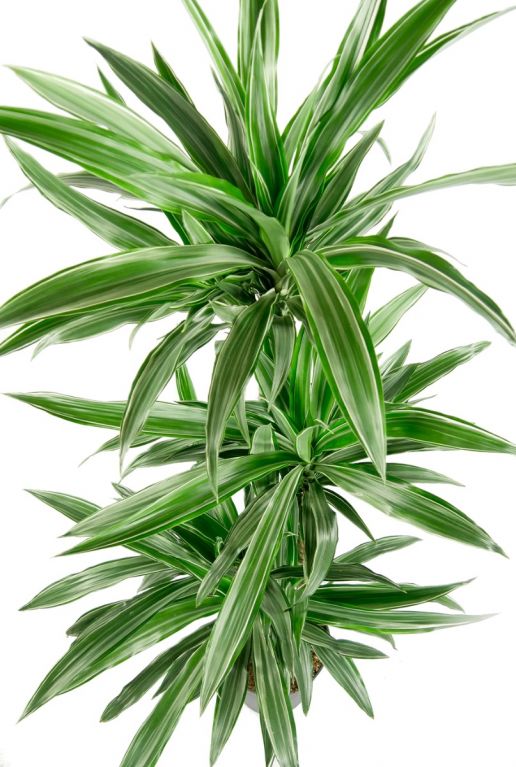 Dracaena warneckei groen blad