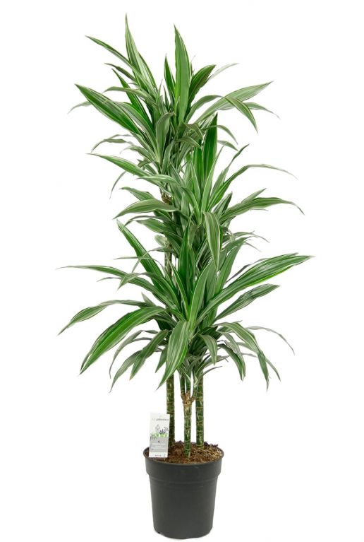 Dracaena warneckei kamerplant 2