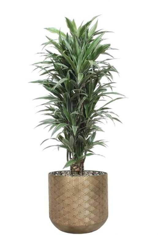 Dracaena warneckei kamerplant 5