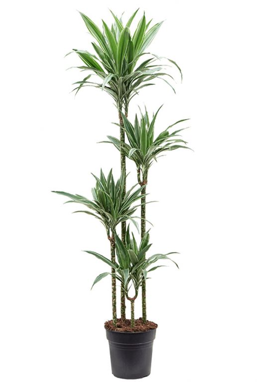 Dracaena warneckei plant 2