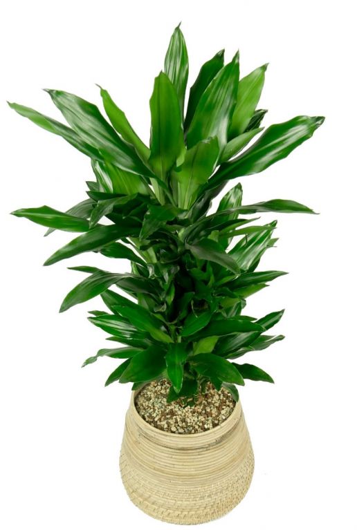 Drakenbloedboom in interieur mand