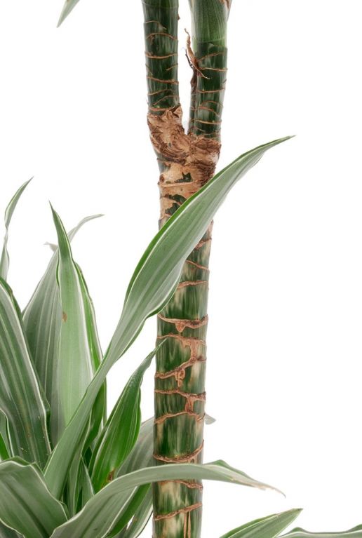 Dracaena Warneckei