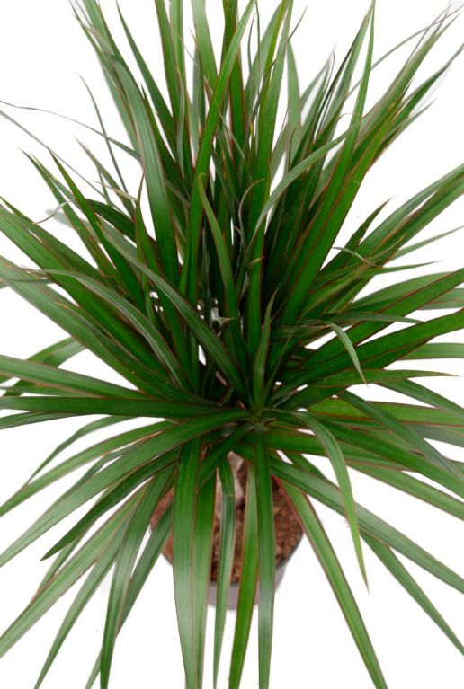 Drakenbloedboom met rood streepje in blad 1