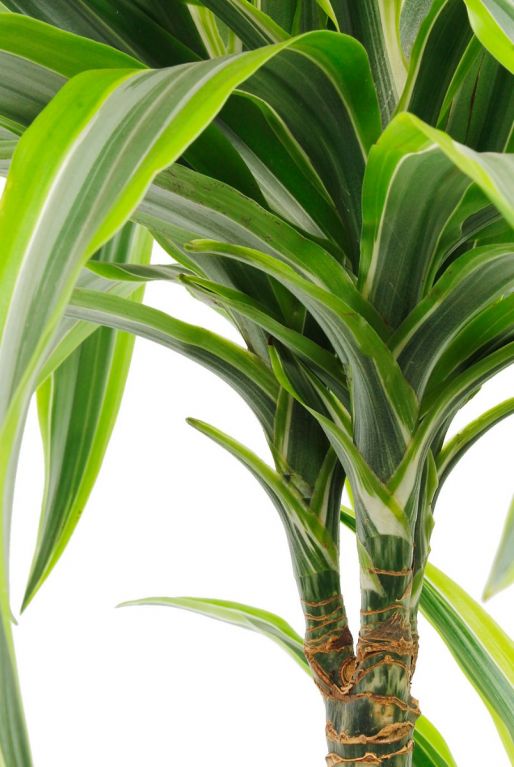 Dracaena lemon lime