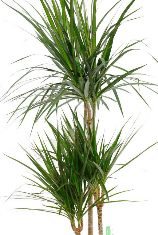 Dracaena plant Marginata