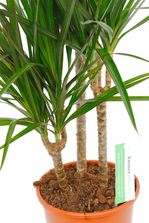 Dracaena met drie stammen