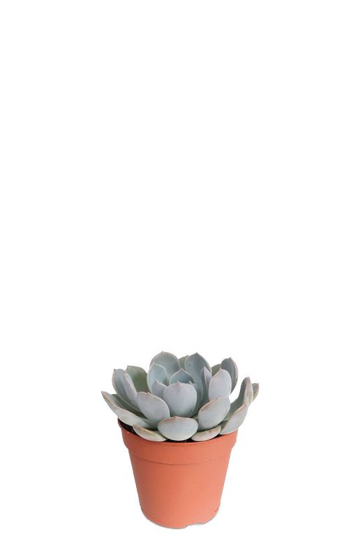 Echeveria garoto