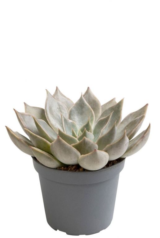 Echeveria mensa