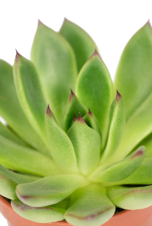 Echeveria red tips plant