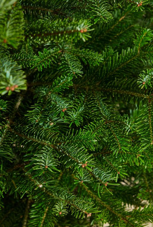 Echte-kerstboom-groene-takken 3