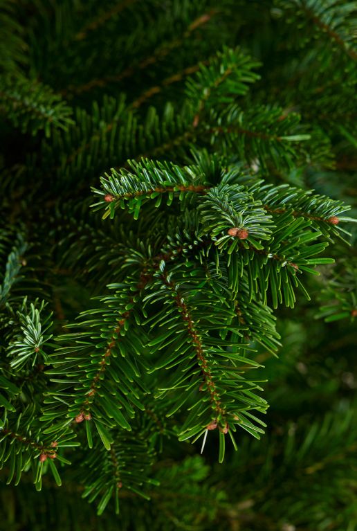 Echte-kerstboom-kopen-online 3