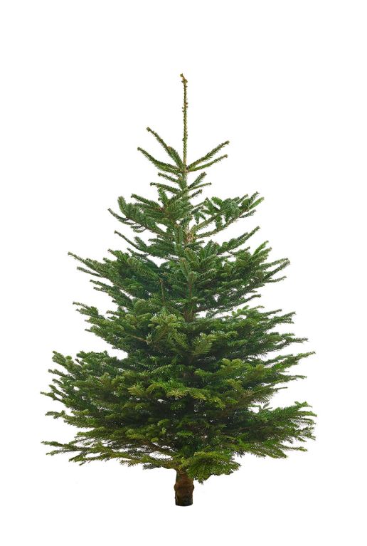 Echte-kerstboom-nordmann-kopen-online-150cm