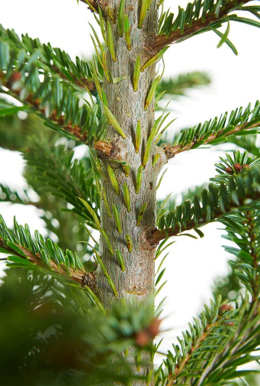 Echte-nordmann-kerstboom-stam 3