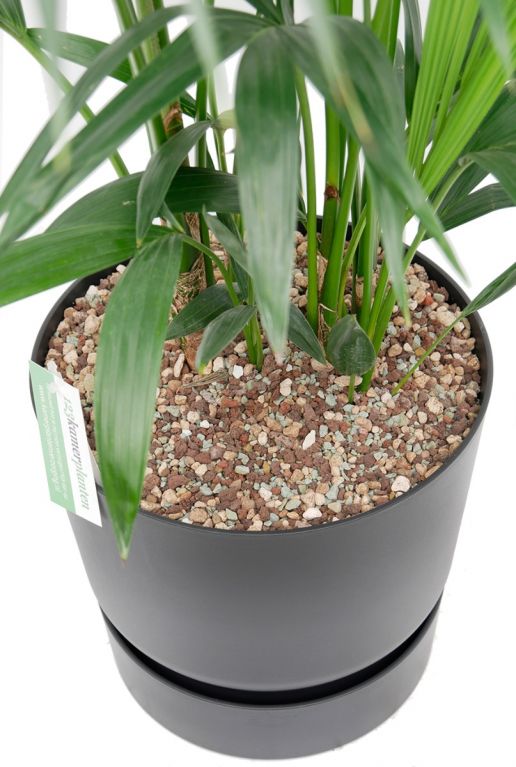 Kentia palm kamerplant in elho plantenbak opgemaakt 