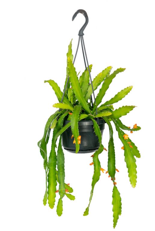 Epiphyllum dietmar paetz 1