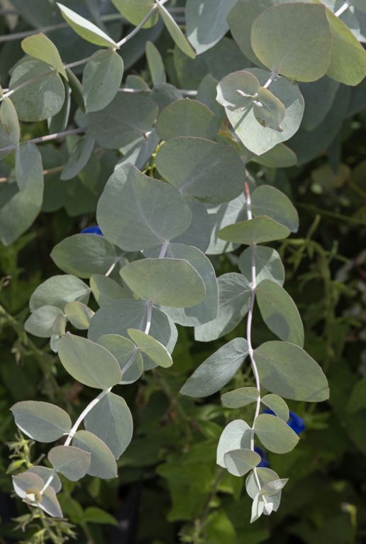 Eucalyptus gunnii azura tuinplant p15