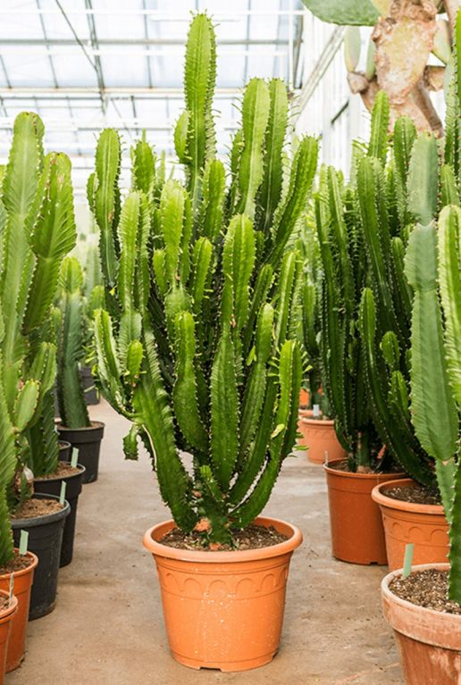 Euphorbia acruensis cactus 2