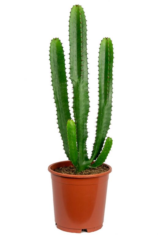 Euphorbia acruensis cactus 4