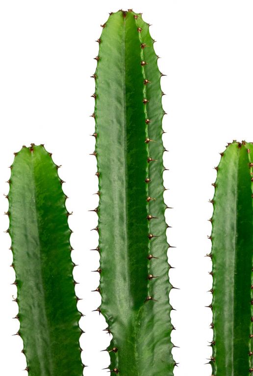 Euphorbia cactus 2