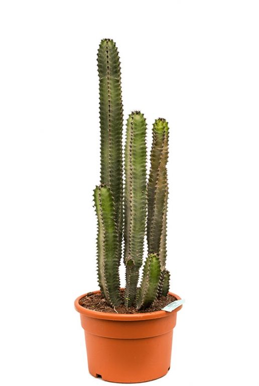Euphorbia canariensis cactus