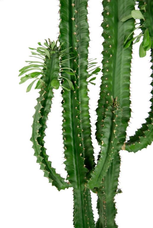 Euphorbia erytrea stoere cactus