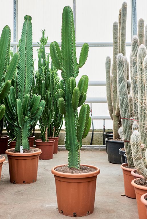 Euphorbia ingens grote cactus