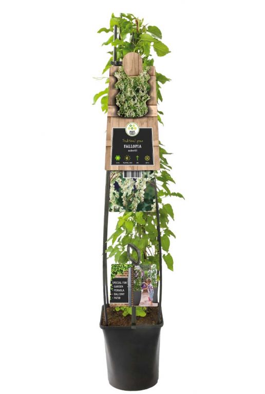 Fallopia aubertii planten p23