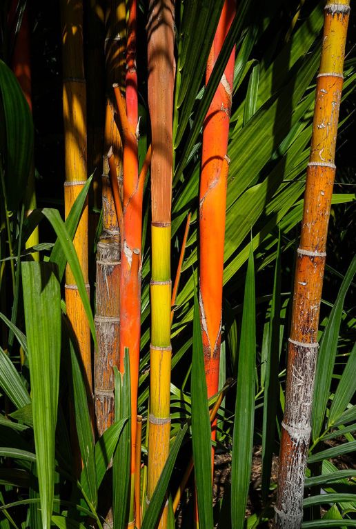 Fargesia jiuzhaigou tuinplant