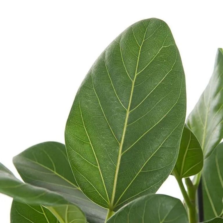 Ficus-benghalensis-audrey-close