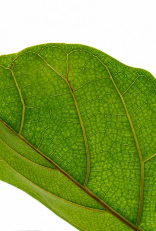 Ficus Lyrata blad 34cm