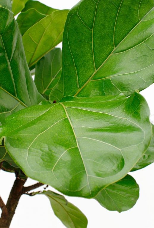 Ficus Lyrata 34cm kopen
