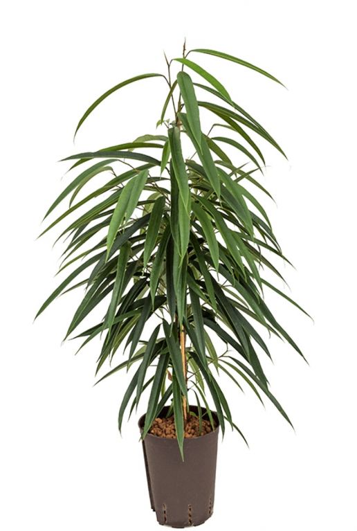 Ficus alii hydrocultuur plant