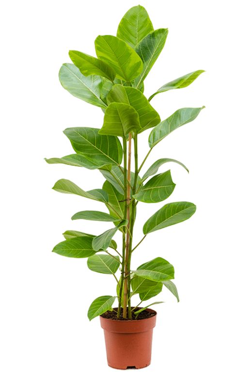 Ficus altissima yellow