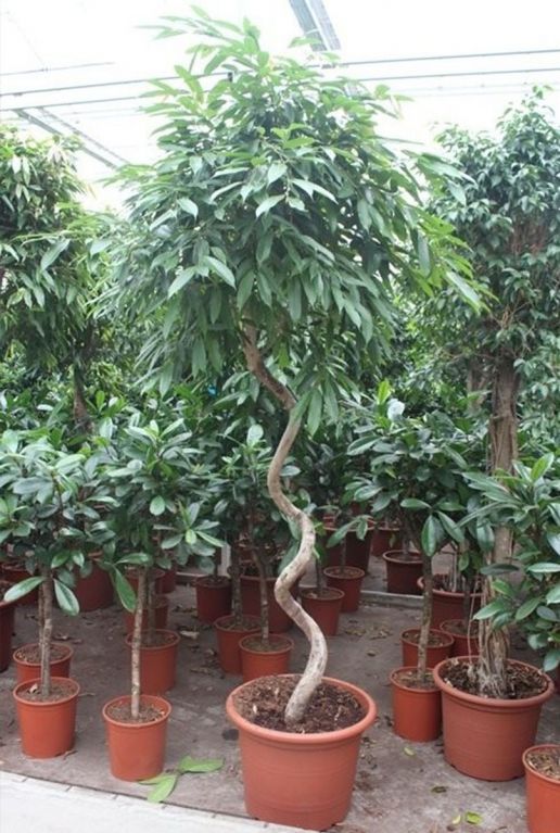 Ficus amstel king draaistam
